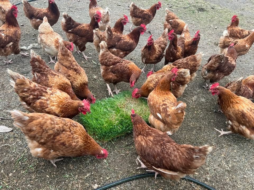 Chickens
